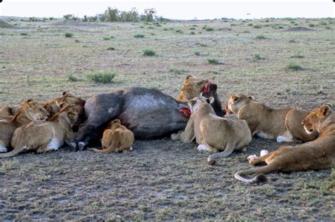 JPN: Africa: Kenya: Animals