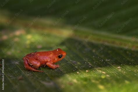 golden mantella - Mantella aurantiaca, beautiful endemic golden frog ...