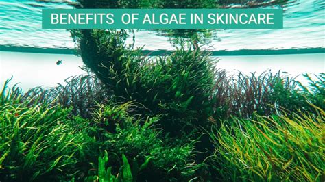 Exploring algae skin care benefits: Nature’s Secret Beauty