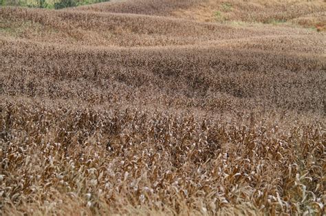 Premium Photo | Close-up of wheat field