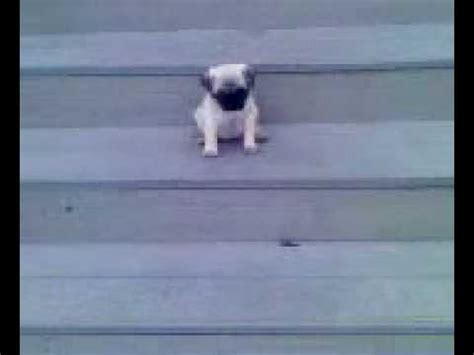 Dog falls down stairs - YouTube