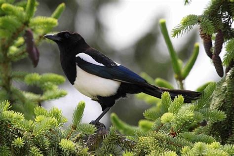 Elster Magpies Birds · Free photo on Pixabay