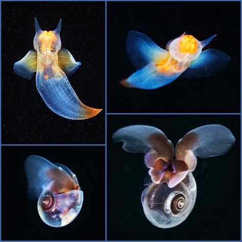 Sea butterflies are small (rarely larger than 1 cm) swimming sea snails ...