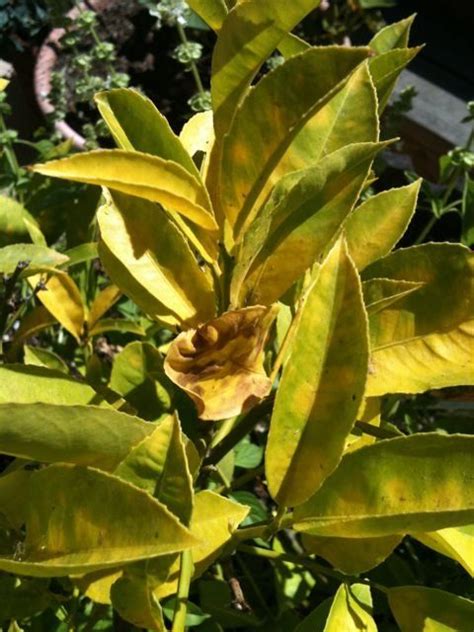 Why are my Lemon Tree Leaves Yellow? | Lemon tree plants, Growing lemon ...