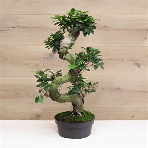 S Form Bonsai Ağacı (Ficus Microcarpa Ginseng) | Bitkim.com