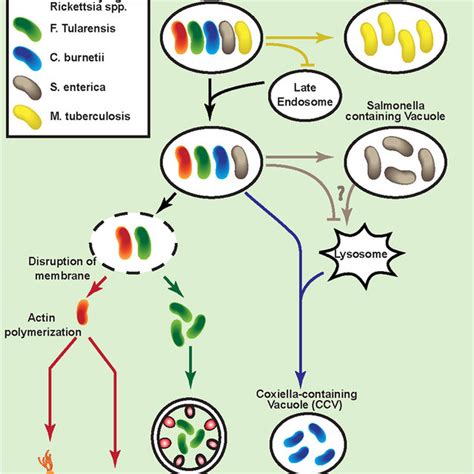 Salmonella Life Cycle - Plasmodium Falciparum Pre Erythrocytic Stage ...