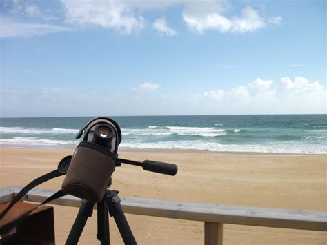 Alvor - Birds, and other wildlife, Tours in Algarve and Alentejo