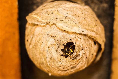 What Do Wasp Nests Look Like? | 5 Critical Facts | BeesWiki