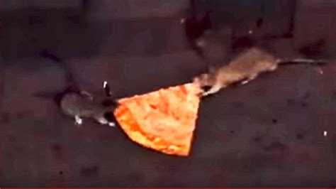 Two Rats Fight Over a Slice of Pizza (VIDEO)