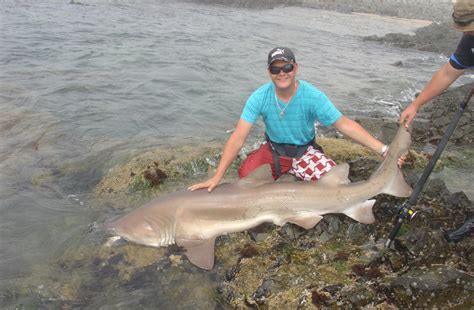 Spotted Ragged Tooth Shark (Raggie) Photos & Pictures From South Africa's Saltwater