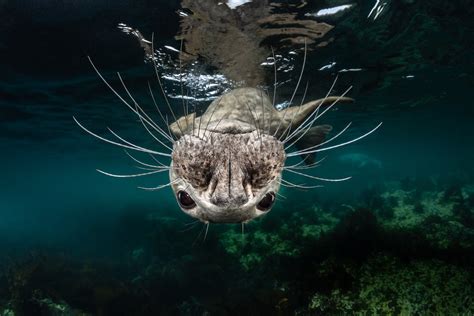 Winning Photos from 2018 Ocean Art Underwater Photo Competition