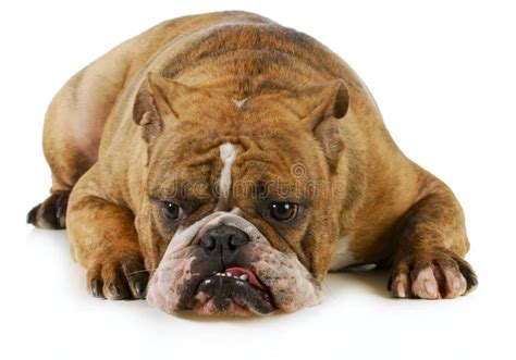 716 Grumpy Dog Stock Photos - Free & Royalty-Free Stock Photos from Dreamstime