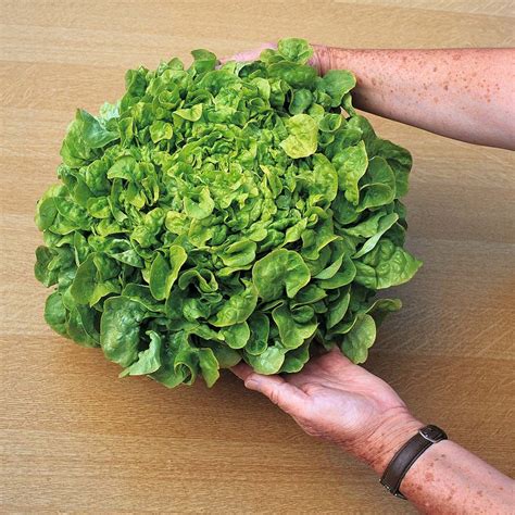 Lettuce 'Salad Bowl' (Loose-Leaf) Lactuca sativa Half-hardy Annual This ...