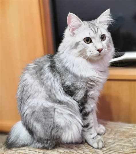 Breed Review: Kurilian Bobtail (15 Pics) - PetTime