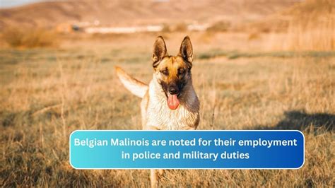 Belgian Malinois are noted for their employment in police and military duties - ritewayautosales