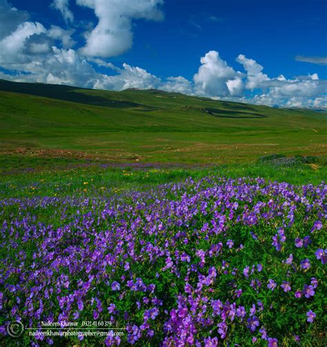 Deosai national Park, Pakistan | Flowers at Deosai. | Nadeem Khawar | Flickr