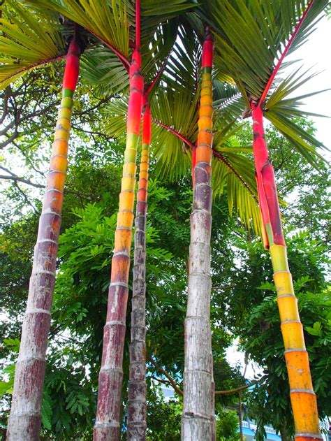 Rainbow Colors of Bamboo Trees by hisashimiyamoto - VIEWBUG.com