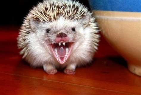 Scary much? No wonder it hurts when Sprocket bites | Pygmy hedgehog, Hedgehog pet, Hedgehog teeth