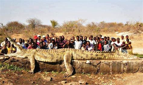 The biggest crocodile EVER - Meteo24News