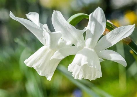 10 white daffodils 🌼 🌨 Explore the purity and elegance of these ...