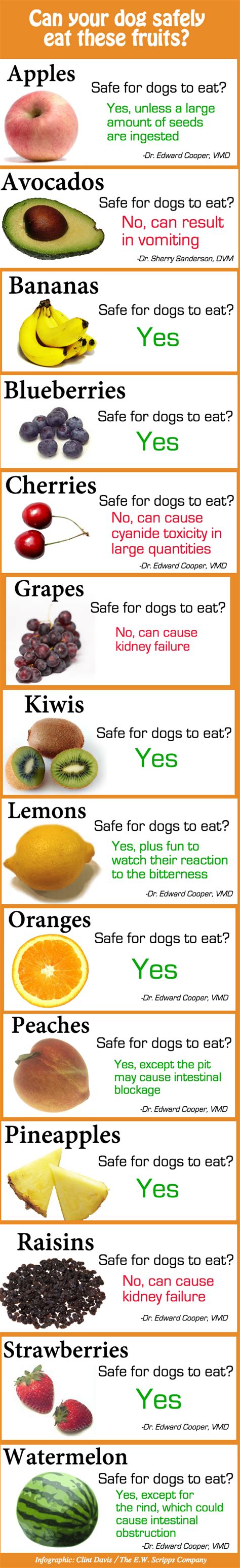 Useful Chart: Fruits That You Can and Cannot Let Your Dog Eat | Dog ...