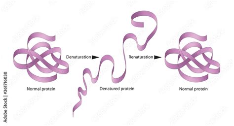 Denaturation and renaturation of Proteins Stock Illustration | Adobe Stock