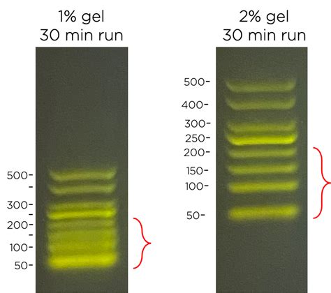 Choosing the right agarose percentage for gel electrophoresis – miniPCR bio