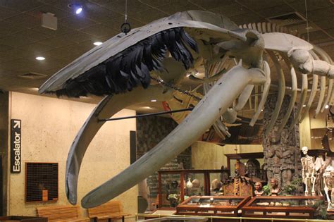 Whale Skeleton image - Free stock photo - Public Domain photo - CC0 Images