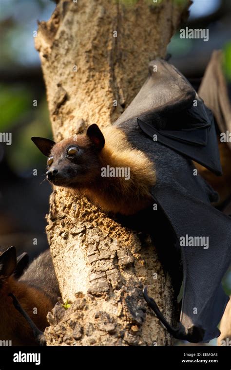 Lyle's flying fox (Pteropus lylei) is a species of bat in the family Pteropodidae Stock Photo ...