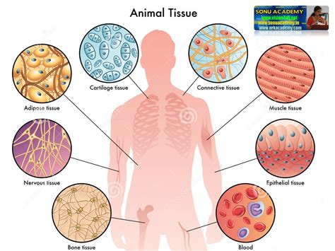 SONU ACADEMY: MUSCLE TISSUE - TEXT