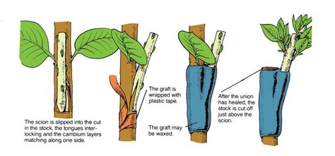 Grafting Types, Side Grafting