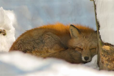 Take 5: Winter Foxes | Mass Audubon – Your Great Outdoors