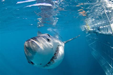 Why you should go shark diving in Mossel Bay - South Africa Travel Blog