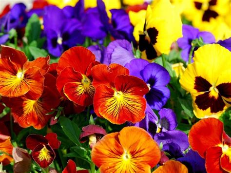 pansies_flowers_bright_colorful | Pansies flowers, Pansies, Plants