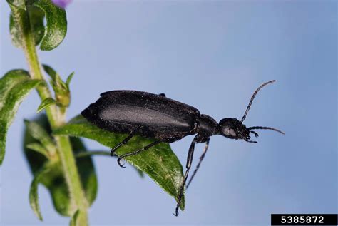 black blister beetle (Epicauta pensylvanica)