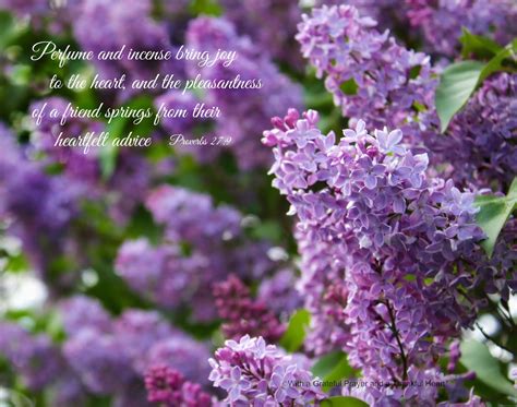 lilacs | Grateful Prayer | Thankful Heart