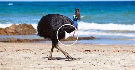 What Is a Cassowary? - The New York Times