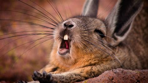 Wild rabbit yawns wallpapers and images - wallpapers, pictures, photos