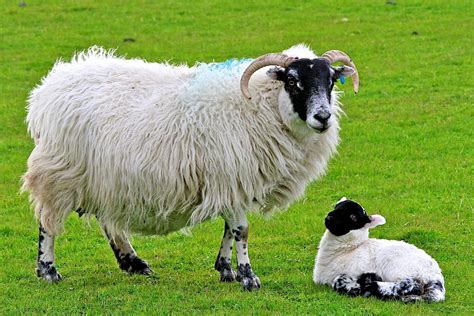 Scottish Blackface Sheep 27 Cool Hd Wallpaper | Sheep, Scottish, Animal ...