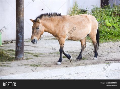 Przewalski's Horse Image & Photo (Free Trial) | Bigstock