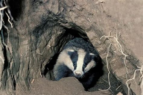 Badger Dens | The Ultimate Guide – Assorted Animals