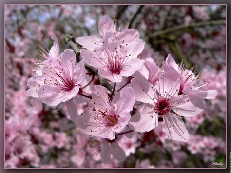 Le Portail de Lumière: Fleurs de cerisier (la fleur japonaise!)