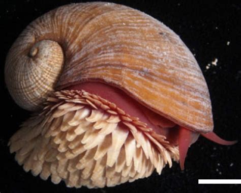 Deep-sea snail on the Red List of Threatened Species for the first time