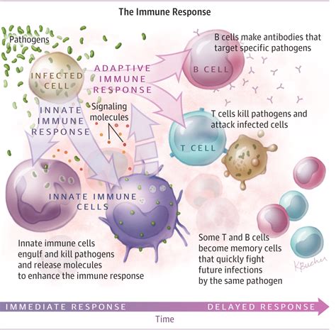 The Immune System. | Infectious Diseases | JAMA | JAMA Network