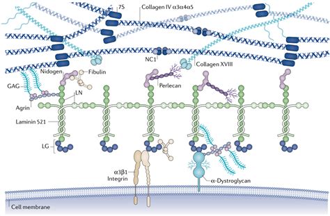 Laminin Structure