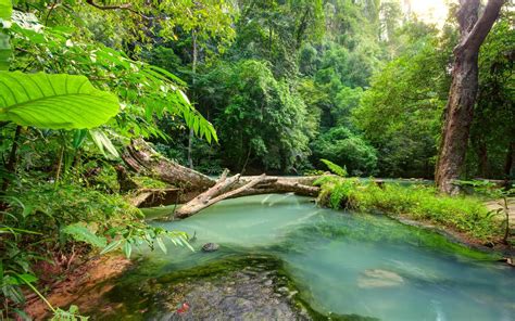 Discover more than 67 rain forest wallpaper best - in.cdgdbentre