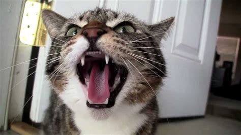 This Just In: Angry Cat Foils Burglary - Life With Cats