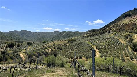 The Challenges and Triumphs of Taking Over an Olive Farm in California ...