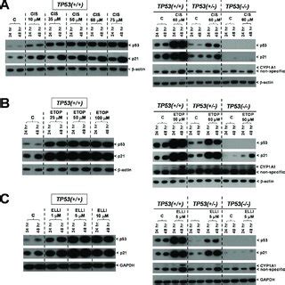 Western blot analysis of p53, p21 (CDKN1A), CYP1A1 and CYP3A4 protein... | Download Scientific ...