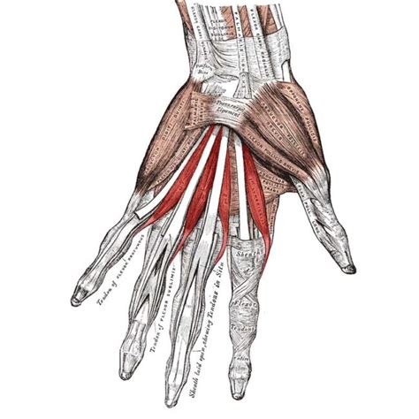 Lumbrical Muscles of Hand Anatomy: Origin, Insertion, Action - The ...